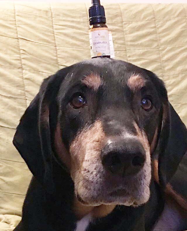 Hampa CBD OLJA hund spagyrisk alkemisk djur hampaolja cbdolja till hundar Hampa CBD OLJA hund spagyrisk alkemisk djur hampaolja cbdolja till hundar